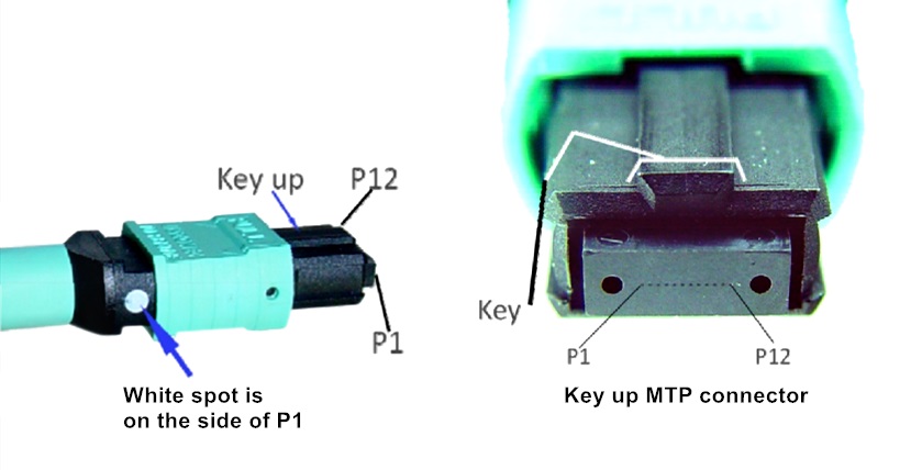 Why are MTP/MPO patch cords widely used?